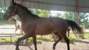 Jeune cheval prometteur - 2 ans