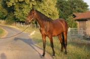 Jeune cheval prometteur - 2 ans
