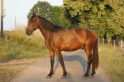 Jeune cheval prometteur - 2 ans
