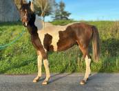 Superbe hongre de 1 An. Plein de Potentiel