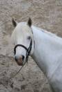 Hongre Camargue 6 ans