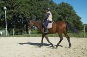 Céde jument trotteuse de 18 ans