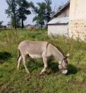 2 ânes à vendre Loire 42