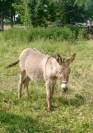 2 ânes à vendre Loire 42