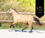 Pouliche PSL par JASMIM PLUS 