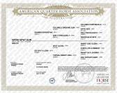 Quarter Horse entier 2023