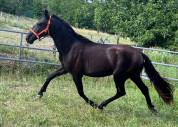 PRE Pure Race Espagnole Entier 2 ans