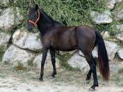 PRE Pure Race Espagnole Entier 2 ans