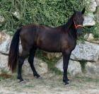 PRE Pure Race Espagnole Entier 2 ans