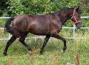 PRE Pure Race Espagnole Entier 2 ans