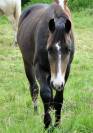 Quarter horse hongre 2023