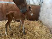 Pouliche SF Semilly