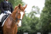Jument de dressage potentiel St Georges