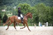 Jument de dressage potentiel St Georges