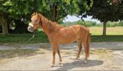 Pouliche ONC 3 ANS 1M51