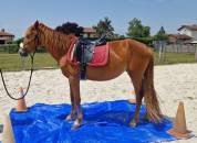 Pouliche ONC 3 ANS 1M51