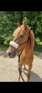 Pouliche ONC 3 ANS 1M51