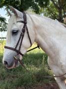 PONEY HONGRE PRE PP
