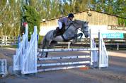 PONEY HONGRE PRE PP