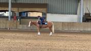 Jument Quarter horse palomino