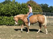 Jument Quarter horse palomino