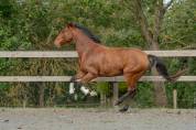 Ruin Lusitano Te koop 2019 Donker bruin / bai ,  Escorial