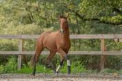 Ruin Lusitano Te koop 2019 Donker bruin / bai ,  Escorial