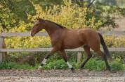 Ruin Lusitano Te koop 2019 Donker bruin / bai ,  Escorial