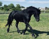 À vendre frison de 6 ans