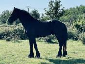 À vendre frison de 6 ans