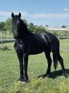 À vendre frison de 6 ans