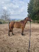 Poney E