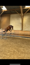 Poney E