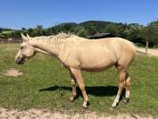 Pouliche palomino 
