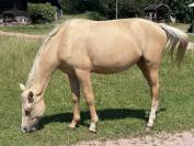 Pouliche palomino 