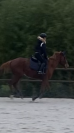Jument de sport PS