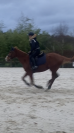 Jument de sport PS