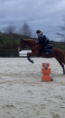Jument de sport PS