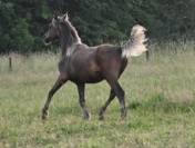 Poulain arabe x rocky mountain black silver 1 an