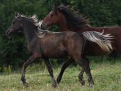 Poulain arabe x rocky mountain black silver 1 an