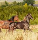 Poulain arabe x rocky mountain black silver 1 an