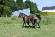 Poulain arabe x rocky mountain black silver 1 an