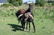 Poulain arabe x rocky mountain black silver 1 an