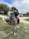 Vendo pony 13 anni 