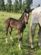 Poulain 1 mois et demi 