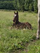 Poulain 1 mois et demi 