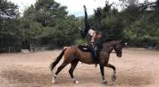 Superbe Hongre SF 13 ans 175cm 