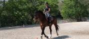 Superbe Hongre SF 13 ans 175cm 
