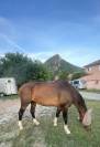 Superbe Hongre SF 13 ans 175cm 
