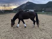 Superbe Hongre SF 13 ans 175cm 